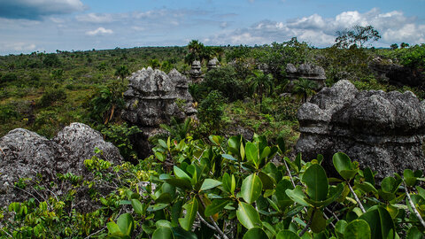 KOLUMBIEN Caño Cristales – einzigartiger Regenbogenfluss 