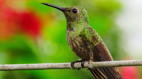Mietwagenrundreise Costa Rica & Nicaragua