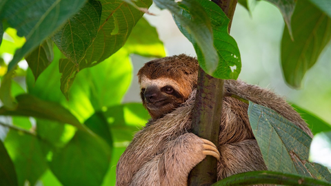 Naturduo Zentralamerika